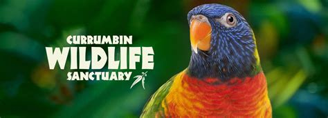 currumbin wildlife sanctuary discount code  $39 for Adult & Child Pass to Currumbin Wildlife Sanctuary